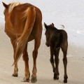 Expert Tips for Saving Money on Horse Shows in Currituck County, North Carolina