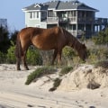 The Importance of Age Restrictions at Horse Shows in Currituck County, North Carolina