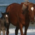 Horse Shows in Currituck County, North Carolina: What You Need to Know