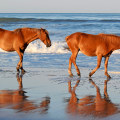 Horse Shows in Currituck County, North Carolina: A Must-Visit Destination for Equestrians
