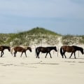 The Thrilling World of Horse Shows in Currituck County, North Carolina