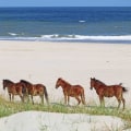 Horse Show Season in Currituck County, North Carolina: A Weather Guide for Equestrian Enthusiasts
