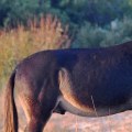 The Ins and Outs of Horse Shows in Currituck County, North Carolina