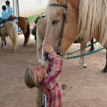 The Exciting World of Horse Shows in Currituck County, North Carolina