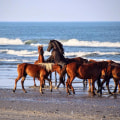 The Culinary Delights of Horse Shows in Currituck County, North Carolina