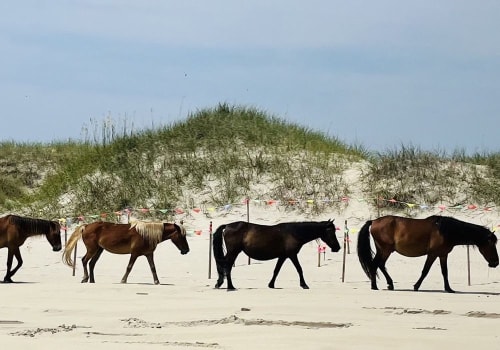 The Insider's Guide to Horse Shows in Currituck County, North Carolina