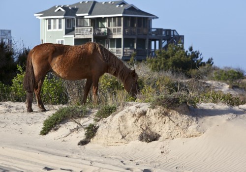 The Importance of Age Restrictions at Horse Shows in Currituck County, North Carolina
