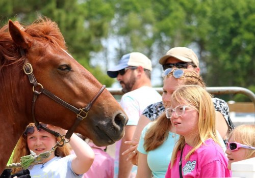 Maximizing Your Presence as a Vendor at Horse Shows in Currituck County, North Carolina