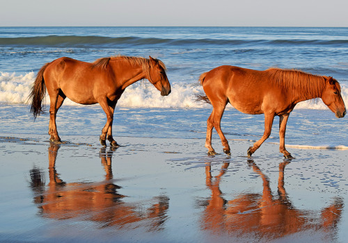 Horse Shows in Currituck County, North Carolina: A Must-Visit Destination for Equestrians