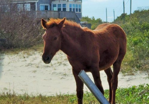 The Expert's Guide to Reserving a Trailer Spot at Horse Shows in Currituck County, North Carolina