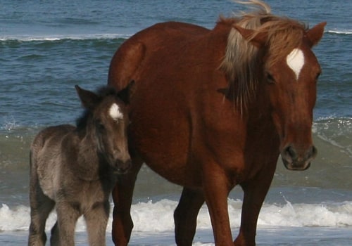 Horse Shows in Currituck County, North Carolina: A Guide to Rules and Regulations