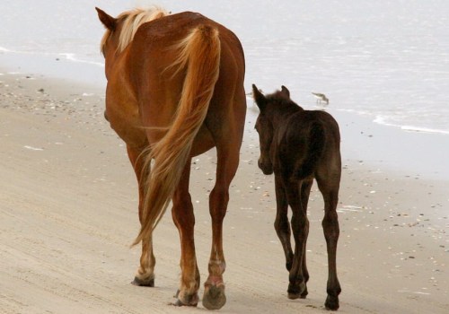 The Unwritten Rules of Dressing for Horse Shows in Currituck County, North Carolina