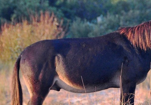 The Ins and Outs of Horse Shows in Currituck County, North Carolina