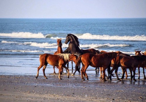 The Culinary Delights of Horse Shows in Currituck County, North Carolina