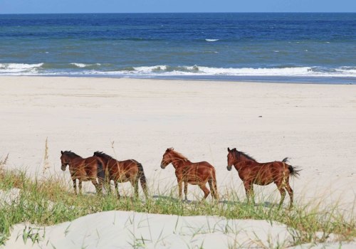 The Benefits of Winning a Horse Show in Currituck County, North Carolina